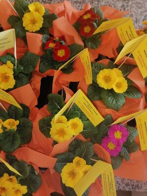 Primeln als Dankeschön fürs Mitmachen beim Epfenbacher Adventskalender